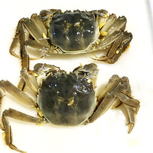 顺丰包邮个个有膏醉毛蟹大醉蟹8只酱毛蟹大闸蟹酱螃蟹1.6-2两/只