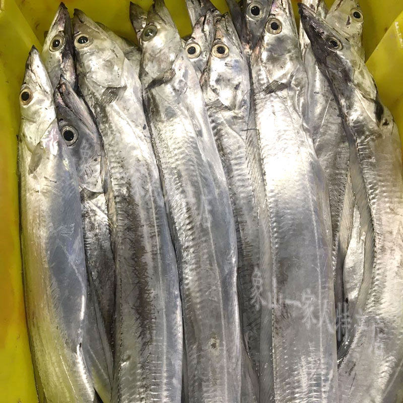 舟山宁波石浦小眼睛东海新鲜带鱼海鲜野生大带刀鱼非养殖2斤装2条
