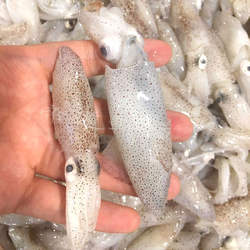 舟山宁波石浦东海新鲜芝麻小鱿鱼乌贼野生海兔笔管鱼墨鱼籽乌500g