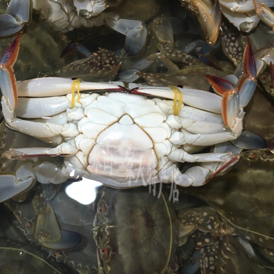舟山石浦野生鲜活梭子蟹二母三角母蟹处女蟹小娘蟹3-6两/只 3斤装