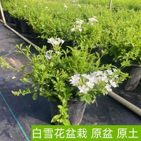 白雪花原土盆栽大苗带花苞阳台庭院木本花卉耐热好养植物四季开花