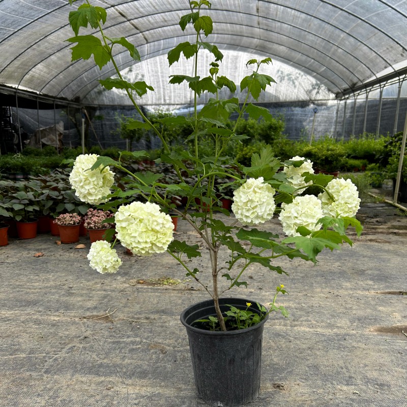 欧洲木绣球玫瑰绣球花苗盆栽花阳台庭院花园可种植花卉耐寒耐热