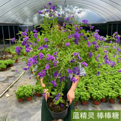 农大缘艺金露花棒棒糖盆栽带花苞
