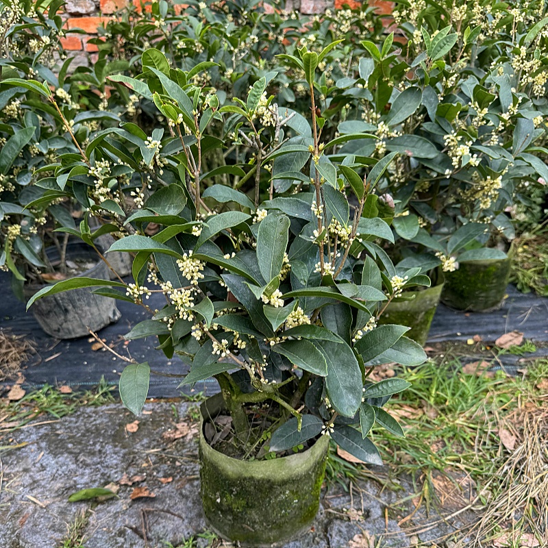 农大缘艺多季桂花原盆盆栽带花苞