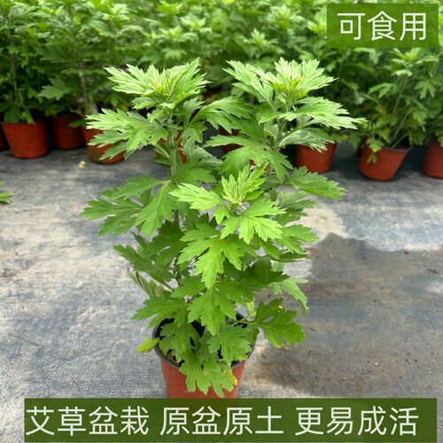 农大园艺艾草盆栽新鲜可食用驱蚊