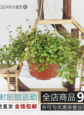 攀爬植物客厅除甲醛包邮千叶吊兰