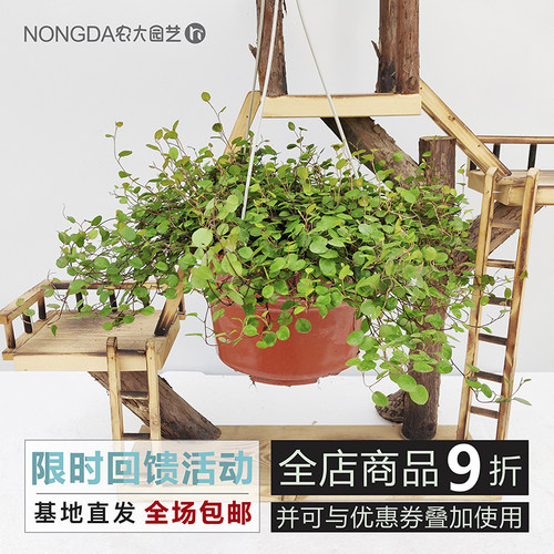 攀爬植物客厅除甲醛包邮千叶吊兰
