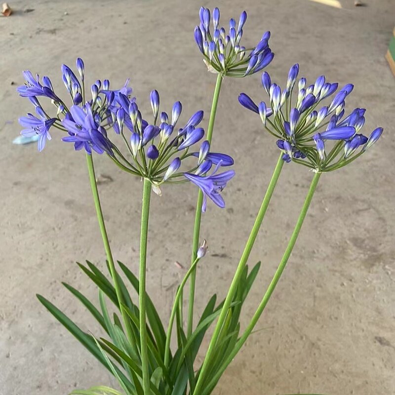 百子莲盆栽 月光之星蓝色多年生花卉阳台庭院植物盆栽2加原盆原土