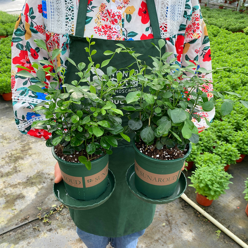 农大园艺九里香室内花园多季开花