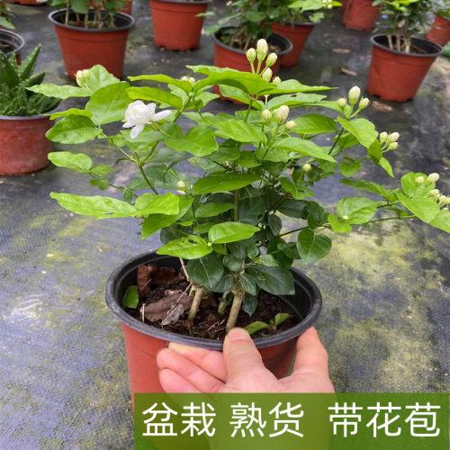 农大园艺茉莉花盆栽原土原盆