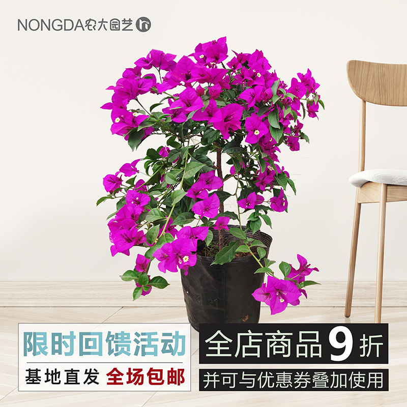 Èý½Ç÷»¨»ÜÅèÔÔÊÒÄÚÅèÔÔÍ¥ÔºÅÀÌÙÈý½Ç÷´óÃçËļ¾¿ª»¨´óÃç´ø»¨³É¶¼