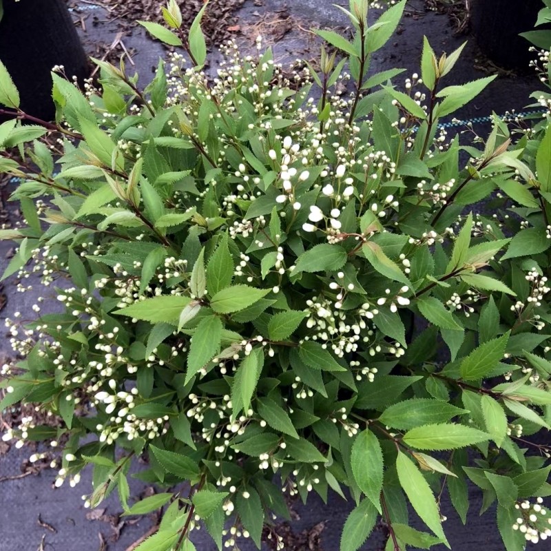 冰生溲疏大苗雪球花雪樱花 庭院阳台多年生灌木植物 原土原盆发货