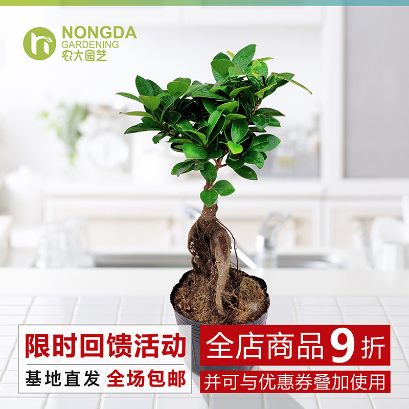 小榕树盆栽办公室净化空气吸甲醛水培植物小型绿植创意桌面可包邮