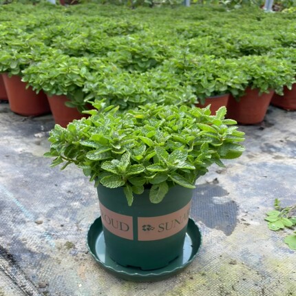 薄荷盆栽新鲜可食用香叶薄荷苗室内花园香草植物猫薄荷苗绿植花卉
