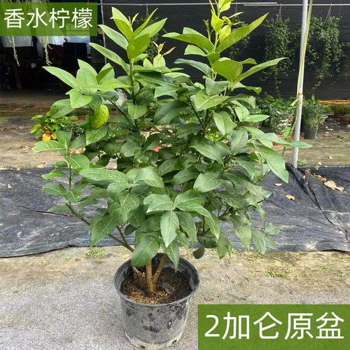 农大缘艺香水柠檬树盆栽四季结果
