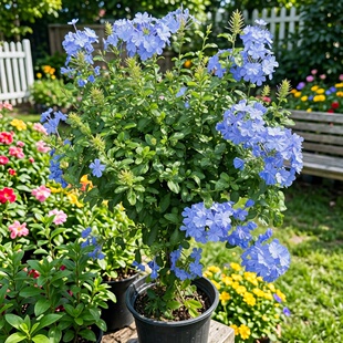 蓝雪花加仑盆栽大苗带花苞露天庭院木本花卉耐热好养植物多季开花