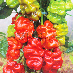 辣椒种子籽云皱1号皱丑薄皮香辣盆栽农家特产色高产蔬菜瓜果孑