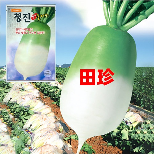 萝卜种子田珍青头首秋季腌泡菜高产韩国大白罗卜莱孑蔬菜种籽寿光 - 封面