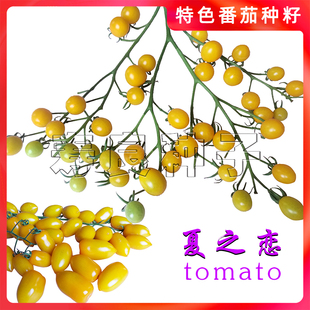 樱桃番茄种籽夏之恋黄色花生水果小西红柿生吃甜盆栽农寿光蔬菜子