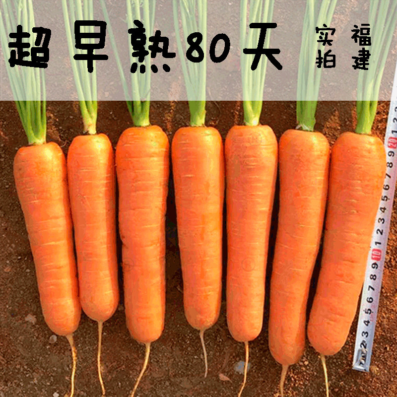 胡萝卜种籽早熟3号三红超早熟杂交高产盆栽农用日本寿光蔬菜种子