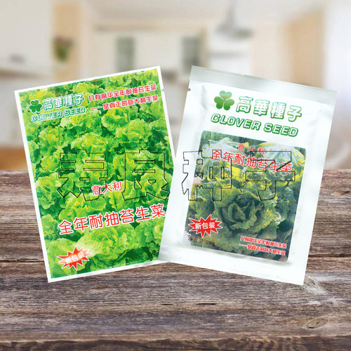 生菜种子意大利全年抽苔结球四季