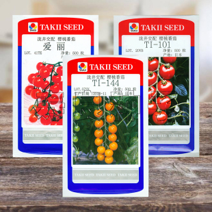 小番茄种子爱丽09R 101水果樱桃西红柿日本泷井种孑蔬菜种籽 144