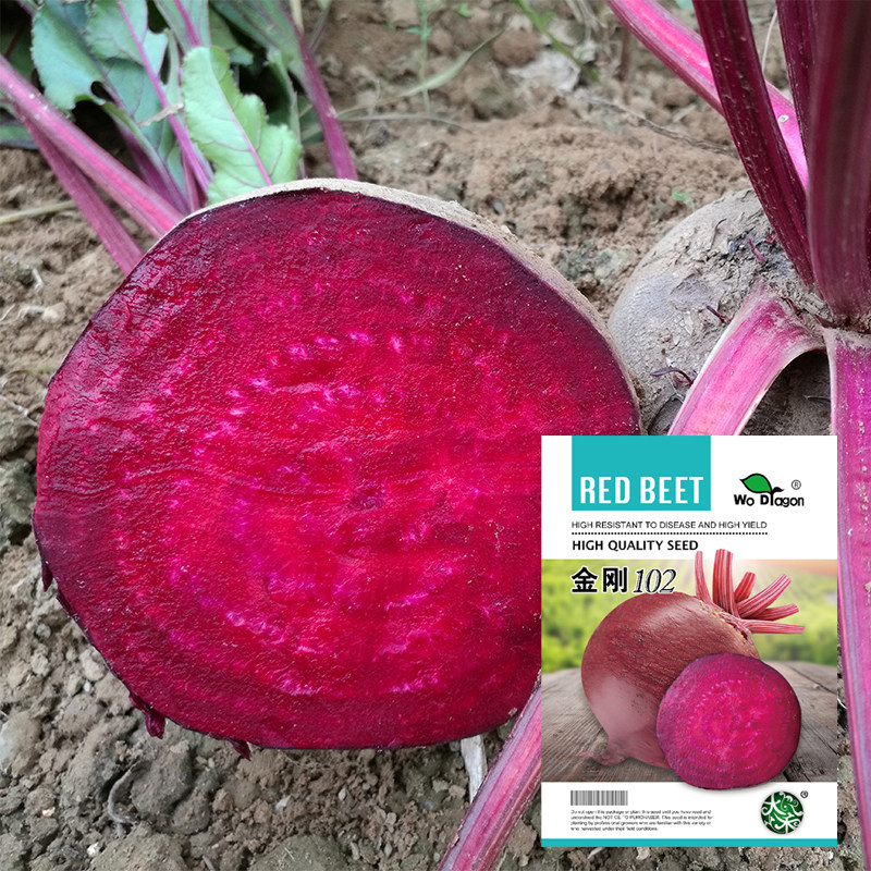 甜菜头种子籽金刚全红黄花心条纹血头大萝卜意大利进口盆栽蔬莱孑