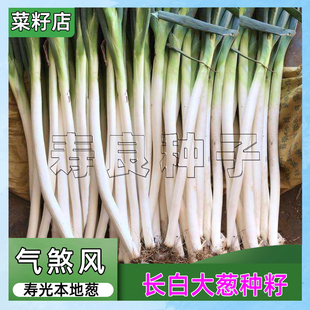 大葱种子章丘梧桐气煞风高产粗长白甜辣铁杆钢匆盆栽孑寿光蔬菜籽