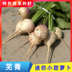 小芜菁种籽迷你蔓菁盘菜诸葛菜布留克萝卜日本盆栽农特色蔬菜种子