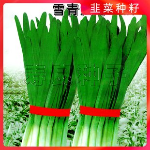 雪青六号韭菜种籽大宽叶白根四季播速生耐寒高产盆栽农家蔬菜种子