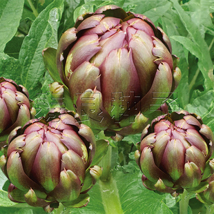 朝鲜蓟种子洋蓟籽食托菜蓟四季盆栽观赏食用农法国百合特色蔬莱孑
