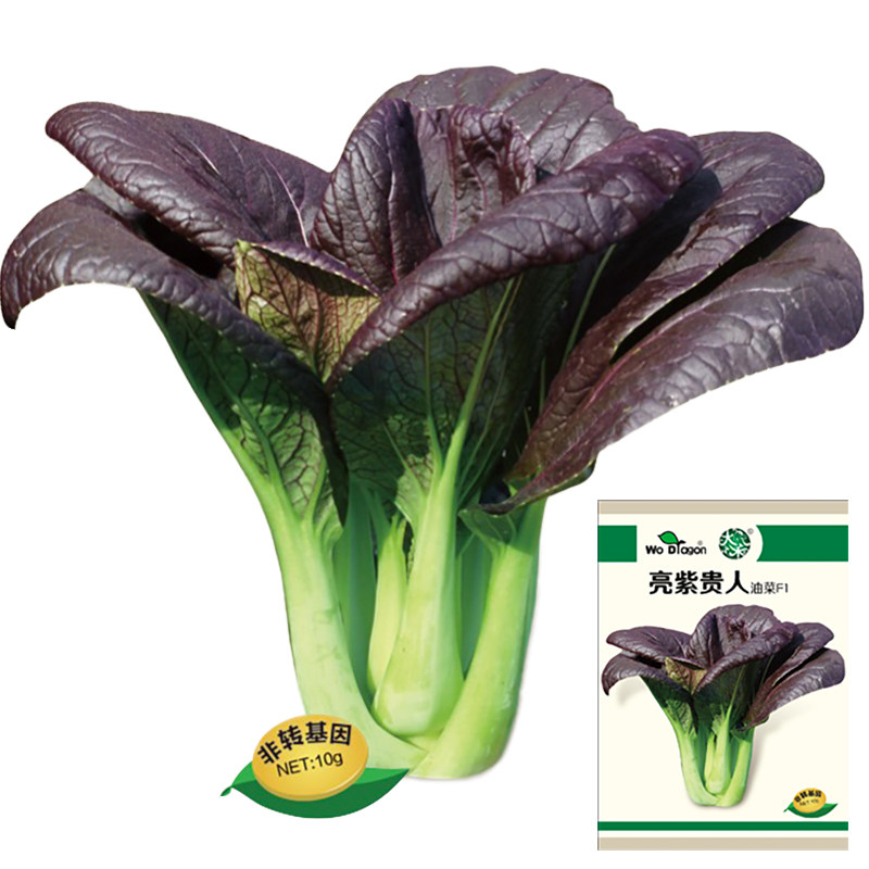 油菜种籽亮紫贵人紫色小白菜青菜四季盆栽青梗菜特色种孑蔬菜种子,鲜花速递/花卉仿真/绿植园艺,家庭园艺种子,淘宝优惠券,粉丝福利购,淘宝优惠卷
