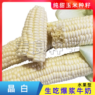 爆浆玉米种子水果牛奶晶白色纯超甜生吃糖心美国日本籽包谷孑