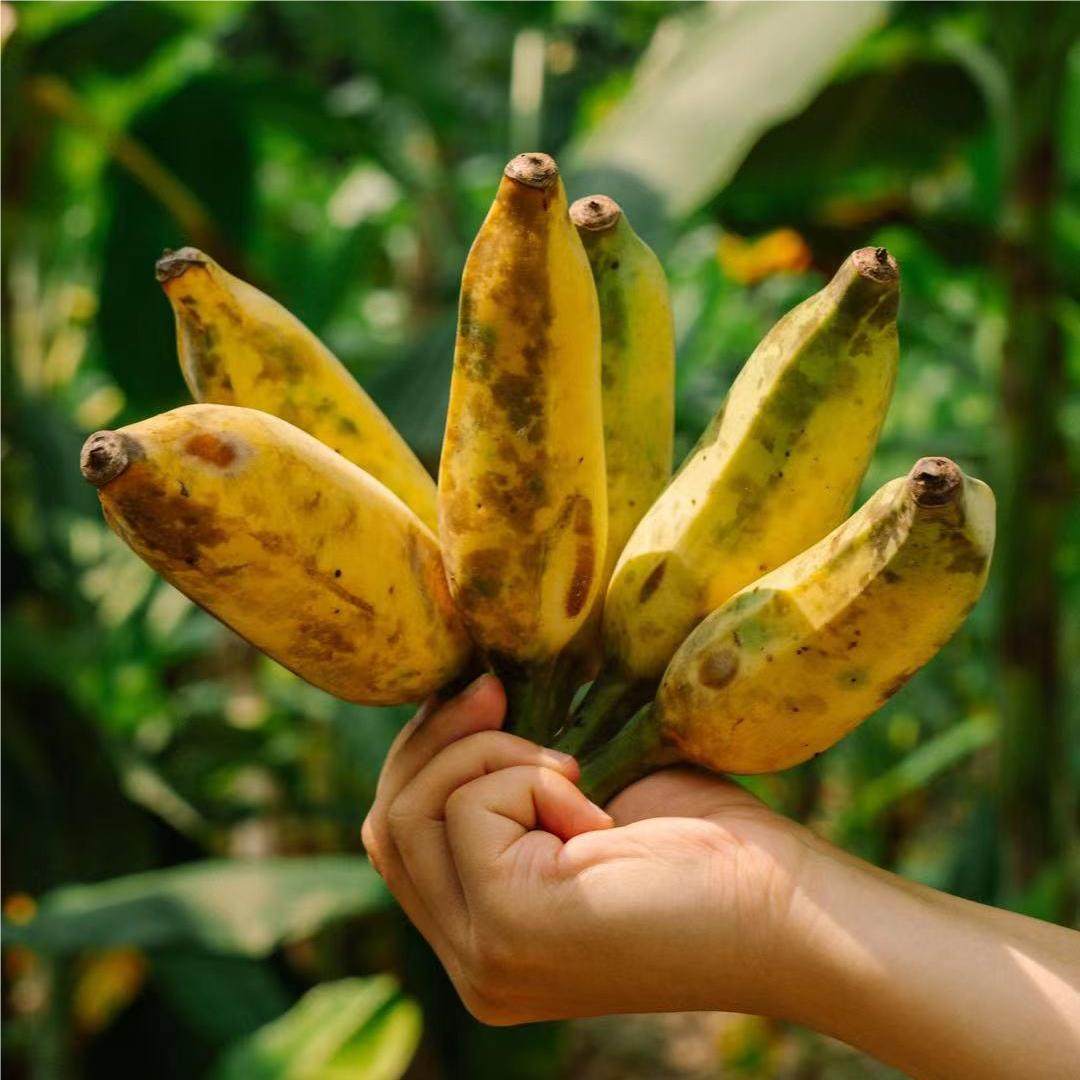 蛋婶儿海南五指山芭蕉香蕉新鲜水果自然熟禁止焦虑当季非苹果蕉,水产肉类/新鲜蔬果/熟食,香蕉,淘宝优惠券,粉丝福利购,淘宝优惠卷