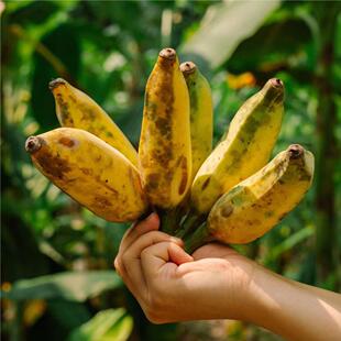 蛋婶儿海南五指山芭蕉香蕉新鲜水果自然熟禁止焦虑当季 非苹果蕉