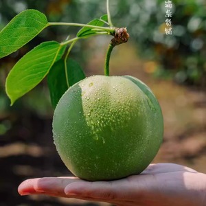 蛋婶儿爆汁梨百里洲砂梨当季新鲜水果梨子翠冠梨黄皮青皮梨随机