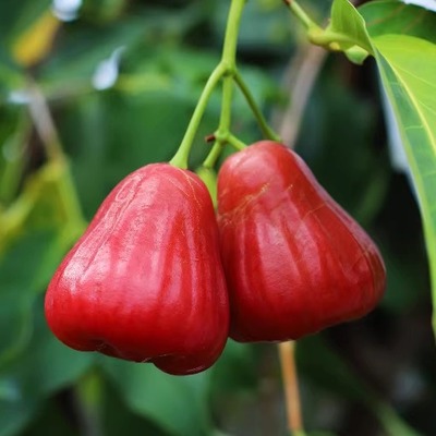 一颗莲雾八杯水海南高山芭比莲雾