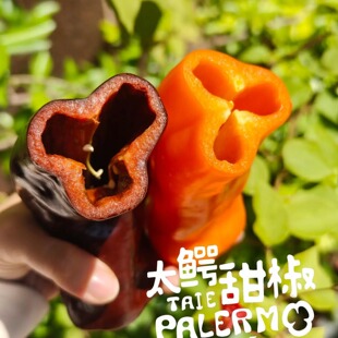 蛋婶儿水果甜椒彩椒可生食果蔬新鲜采摘当季独立包装甜芭莱姆顺丰