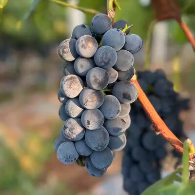 蛋婶儿云南夏黑葡萄酸甜多汁果味浓新鲜当季孕妇水果盒装顺丰