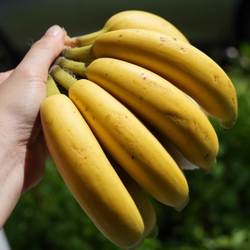 蛋婶儿佳丽拇指小香蕉新鲜当季水果现摘现发广东茂名现摘现发顺丰