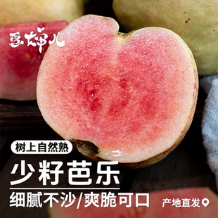 蛋婶儿少籽芭乐番石榴红心红宝石孕妇水果松脆浓郁甜度高礼盒顺丰