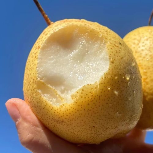 蛋婶儿蜂蜜脆梨新鲜水果山西特产当季整箱黄皮脆甜孕妇水果多汁甜