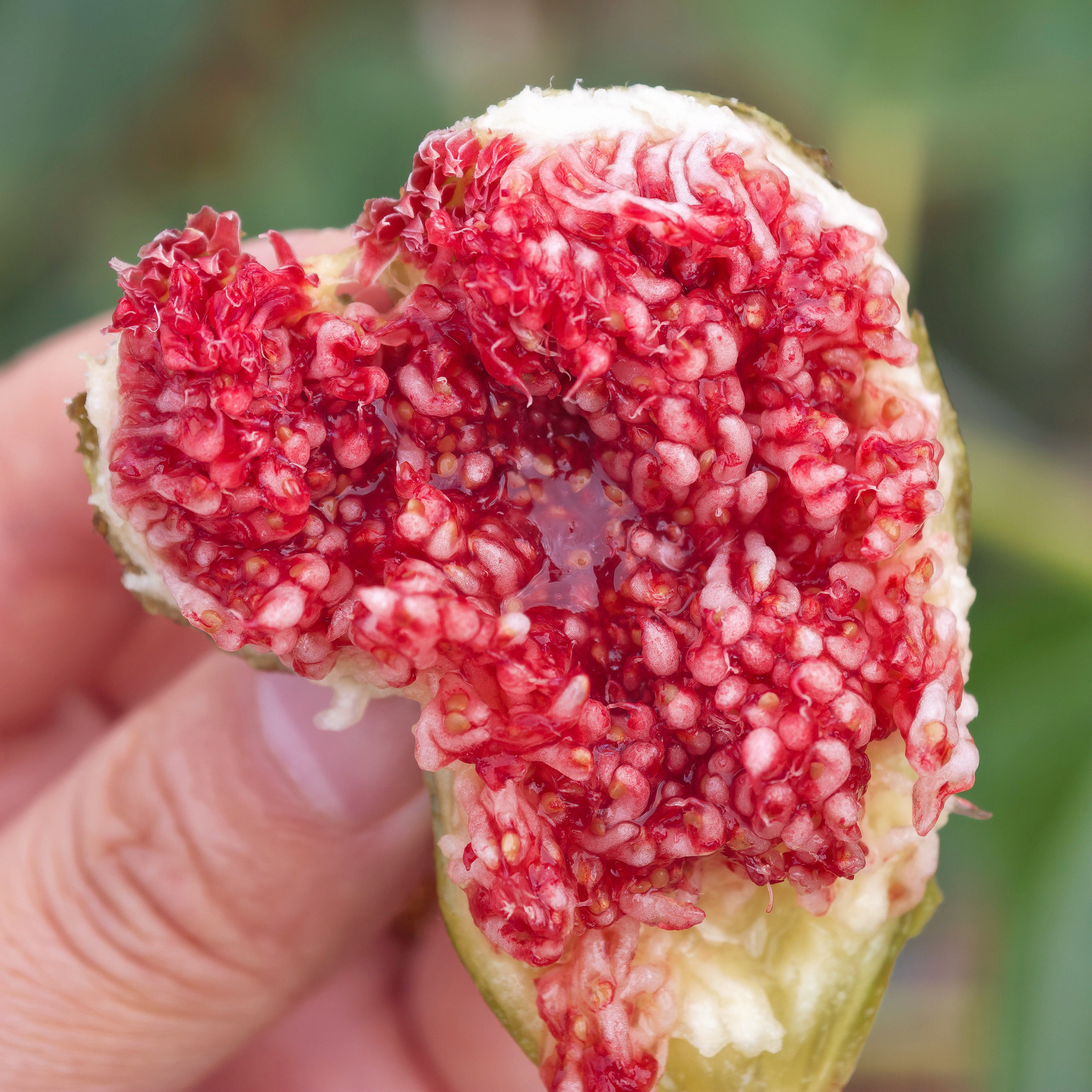 一周排!蛋婶儿云南无花果格莱斯芭劳奈现摘少量当季新鲜现摘时令