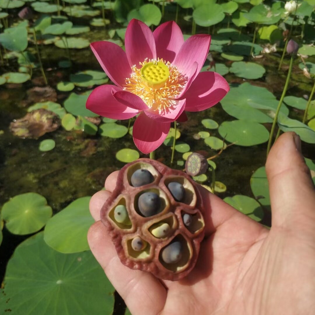 莲子观赏盆栽荷花丰花大叶大花微荷碗莲迷你水培阳台植物小荷花哥