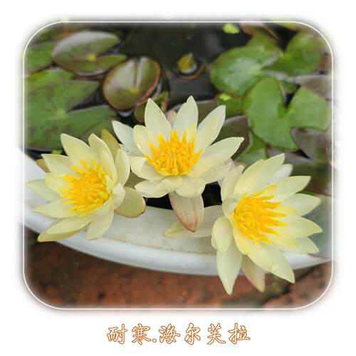 海尔芙拉睡莲荷花哥耐寒苗迷你