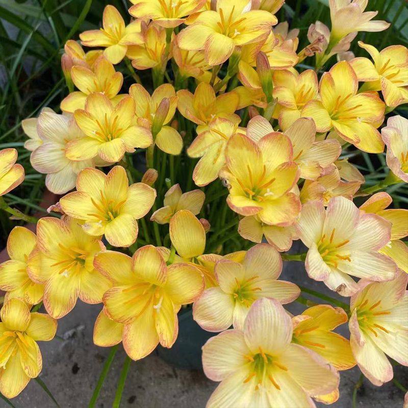 风雨兰 韭兰 韭菜兰 韭菜莲 重瓣 单瓣 开花机器 阳台 庭院 种球