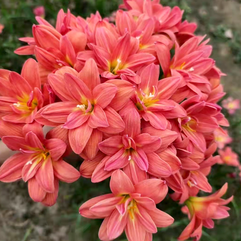 风雨兰 重瓣 韭兰 葱兰 韭莲 韭菜兰 韭菜莲 阳台 小区 绿化 种球