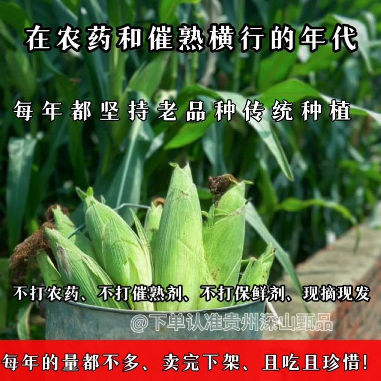 （生产队时期老品种白糯玉米）贵州农家种植糯苞谷带壳玉米棒,水产肉类/新鲜蔬果/熟食,新鲜玉米,淘宝优惠券,粉丝福利购,淘宝优惠卷