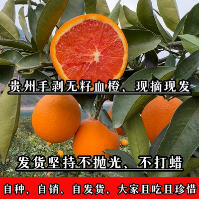 （这是辛苦一年心血换来的收成）贵州无籽手剥血橙现应季水果