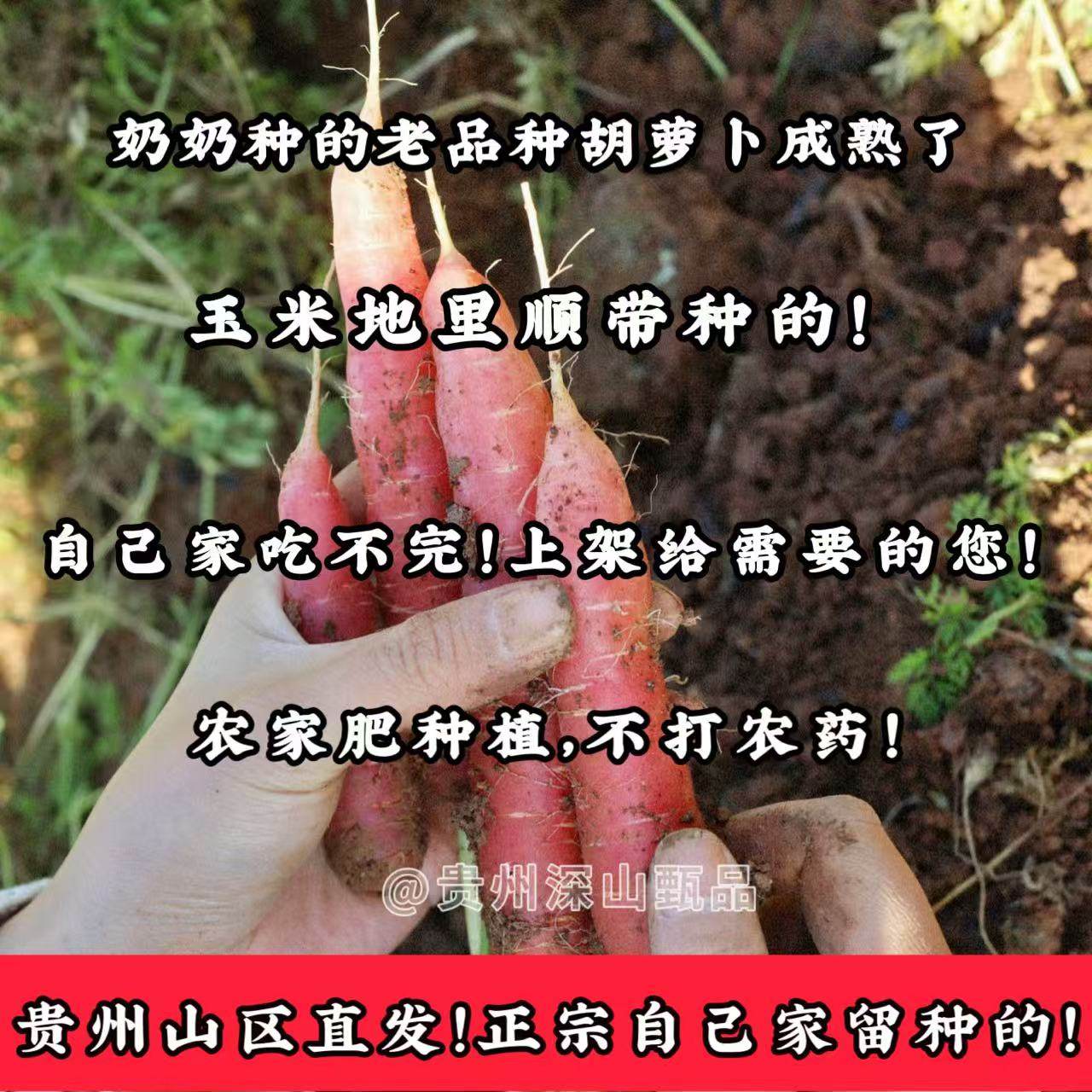 （每天只发20单，产量低，别多买）贵州农家自种胡萝卜红萝卜,水产肉类/新鲜蔬果/熟食,萝卜/胡萝卜,淘宝优惠券,粉丝福利购,淘宝优惠卷